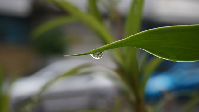 Rain drop on green leave on a blurred background