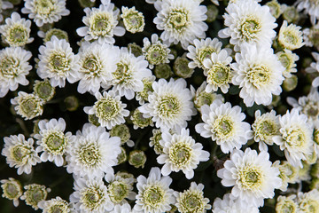 Chrysanthemum blooming in the garden. Chrysanthemum background.