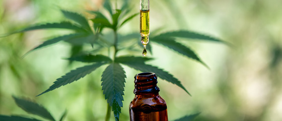 Doctors hold a bottle of hemp oil, marijuana products for medical use, including hemp leaf, cbd,...
