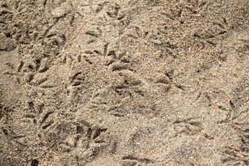 Soft focus, many small bird footprints On brown sand