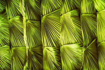 Green palm leaves texture. Abstract natural material pattern design background of California or Mexican Fan Palm leaves. African adventure, garden, interior architecture or fashion concepts