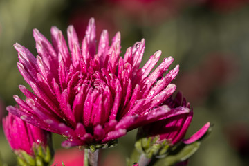 Obraz premium Pink chrysanthemums and blooming in the spring flower garden, colorful flowers