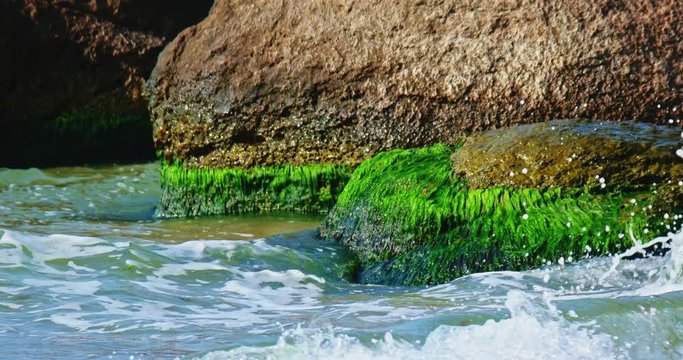 Sea and rocks on a summer day. Waves beat on rocks covered with algae
