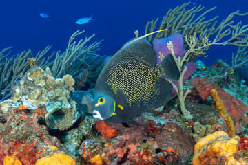 Naklejka na ściany i meble French Anglefish swimming over a coral reef