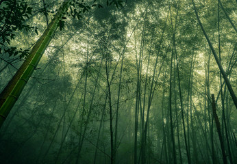 Fototapeta na wymiar bamboo forest china