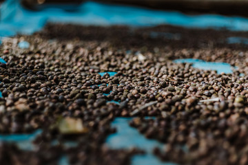 Coffee beans are drying at coffee farm, Thailand.