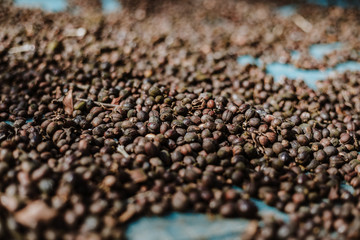 Coffee beans are drying at coffee farm, Thailand.