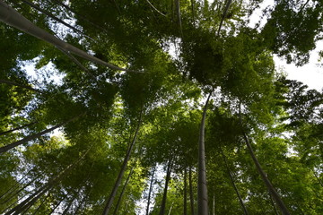 Fototapeta premium Bamboo Forest in Kamakura, Japan
