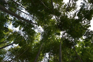 Bamboo Forest in Kamakura, Japan