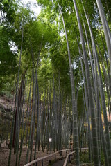 Fototapeta na wymiar Bamboo Forest in Kamakura, Japan