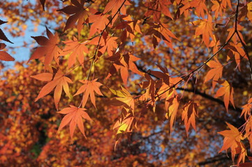autumn leaves background