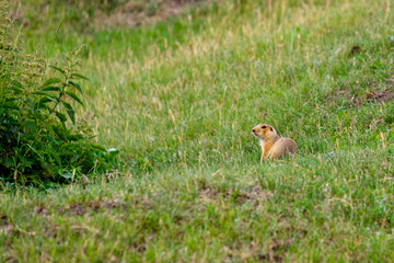 a red gopher in a green clearing near a nettle Bush