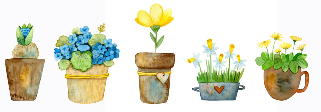 Watercolor set of potted flowers. Set of images for the flower shop in watercolor style. Bouquets of flowers in pots, tulips, asters, hydrangeas and drtsgie. Watercolor flowers.
