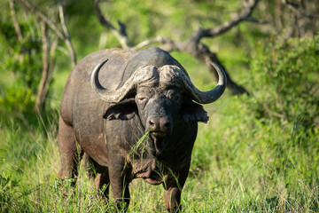 Obraz premium Large cape buffalo bull with a mouth full of grass