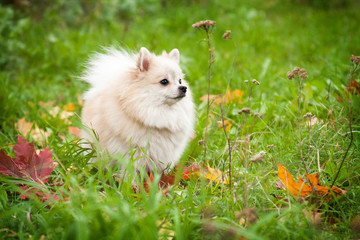 cream color Spitz stands on the green grass