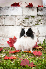Black and white spitz on a background of a stone wall and autumn leaves