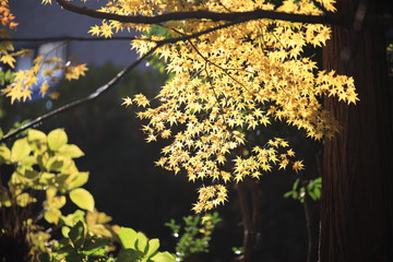 Autumnal landscape of Suizawa maple valley in the Mie Prefecture of Japan
