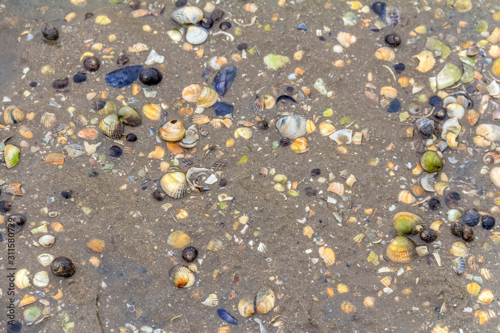 Wall mural seashells on a beach