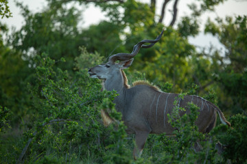 Large male kudu bull feeding