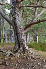 Rothiemurchus forest - gnarled tree - I -Scotland