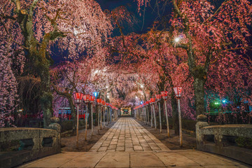 夜桜　日本　桜