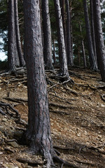 Obraz premium Rothiemurchus forest - pine trees - I -Scotland