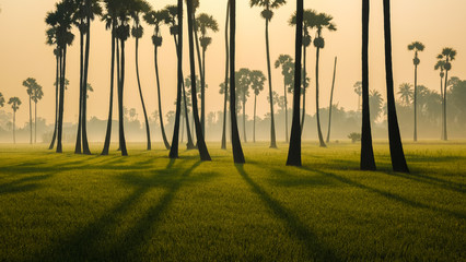 Fototapeta na wymiar Rice plantation field morning sunrise with sugar palm tree