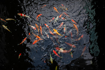 Top view of the  Fancy carp or Mirror carp fish in the pond with black background. Bird eye view of...