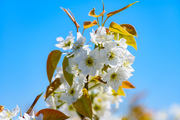 青い空と梨の花