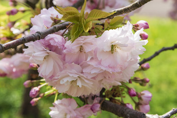 咲き誇る八重桜