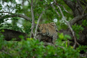 Leopard resting in and then springing from a tree onto the floor.