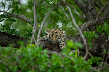Leopard resting in and then springing from a tree onto the floor.