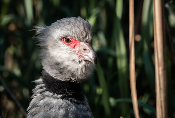 Close up portrait of a southern screamer or crested screamer (Chauna torquata) bird at the Pantanal, Mato Grosso, Brazil.