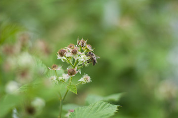 Bee on a flower collecting nectar. A bee on a raspberry flower.