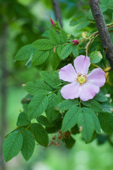 Flower of a dogrose, spring, Flowering branches of dogrose.
