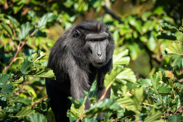 Monkey in a tree. Celebes crested macaque (Macaca nigra), also known as the crested black macaque, Sulawesi crested macaque, or the black ape, old world monkey endemic to Sulawesi, Indonesia.