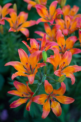 Fototapeta na wymiar Orange Lily in the garden.