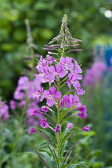 Obraz premium Flowering willow-herb in summer, close up.