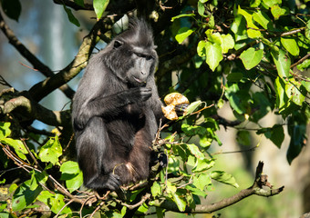 Celebes crested macaque (Macaca nigra), also known as the crested black macaque, Sulawesi crested macaque, or the black ape, old world monkey endemic to Sulawesi and Bacan island, Indonesia.