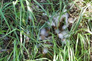 Chicken feathers in the grass.