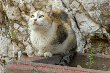 Portrait of three-color cat