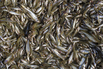 Lot of small river fish. Close up.