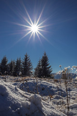 Beautiful winter landscape photo with snow and pine tree. Vlasina lake, Serbia
