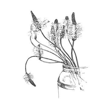 Sketchily drawing flowers plantain on white background.