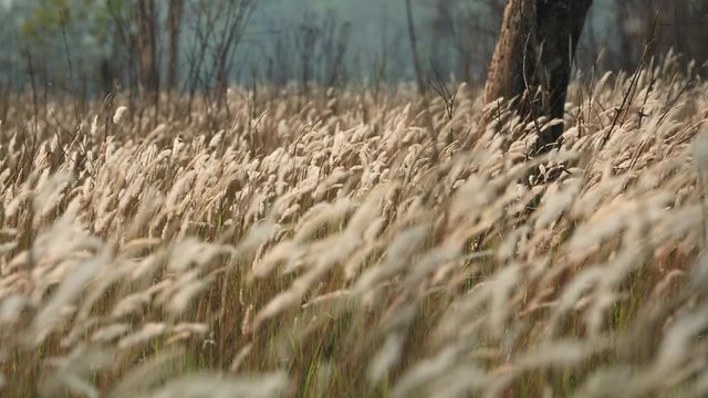 Field of cogon grass of lalang flower blow by the wind