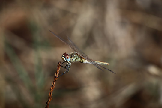 A Scarlet dragonfly female (Crocothemis erythraea) perched on a branch	