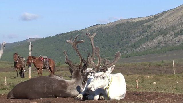 Mongolia. Darkhat basin. The camp of reindeer herders. Deer.