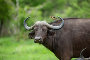 Fototapeta na wymiar Cape buffalo breeding herd with some large dagga boy bulls.