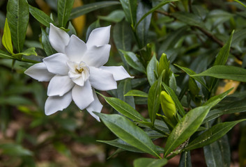 Obraz na płótnie Canvas The White Gardenia