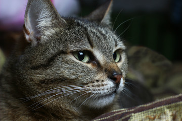 Naklejka na ściany i meble portrait of a cat close-up with an expressive look